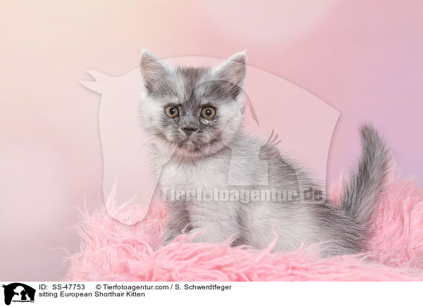 sitzendes Europisch Kurzhaar Ktzchen / sitting European Shorthair Kitten / SS-47753