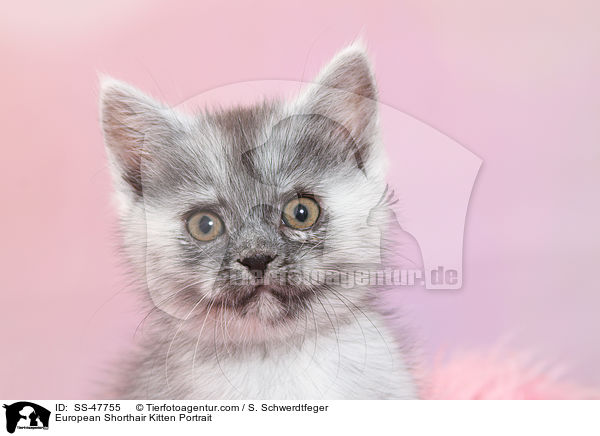 Europisch Kurzhaar Ktzchen Portrait / European Shorthair Kitten Portrait / SS-47755