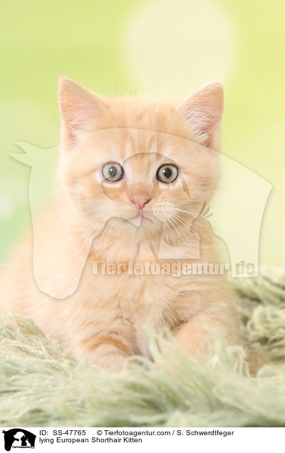 liegendes Europisch Kurzhaar Ktzchen / lying European Shorthair Kitten / SS-47765