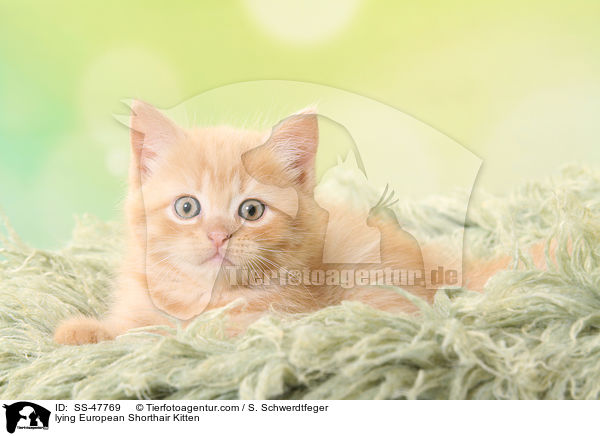 lying European Shorthair Kitten / SS-47769