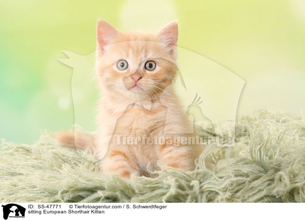 sitting European Shorthair Kitten / SS-47771