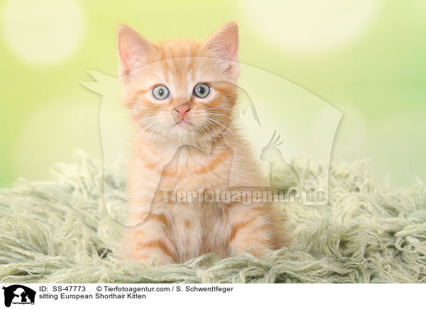 sitzendes Europisch Kurzhaar Ktzchen / sitting European Shorthair Kitten / SS-47773