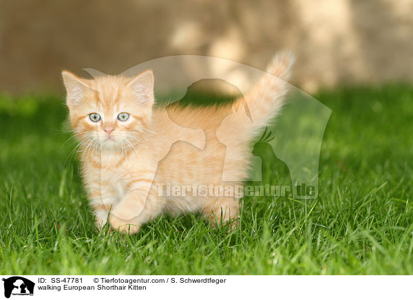 laufendes Europisch Kurzhaar Ktzchen / walking European Shorthair Kitten / SS-47781