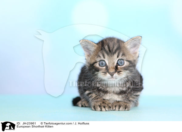 European Shorthair Kitten / JH-23961