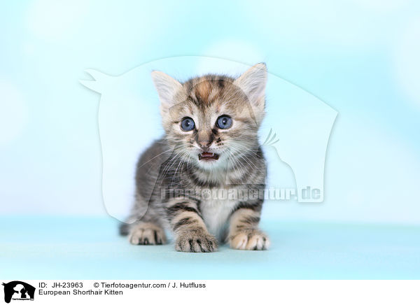 European Shorthair Kitten / JH-23963