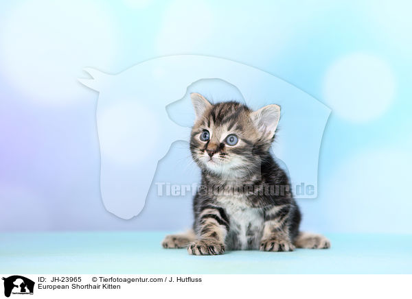 European Shorthair Kitten / JH-23965