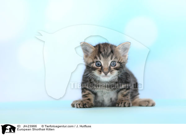European Shorthair Kitten / JH-23966