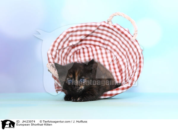 European Shorthair Kitten / JH-23974