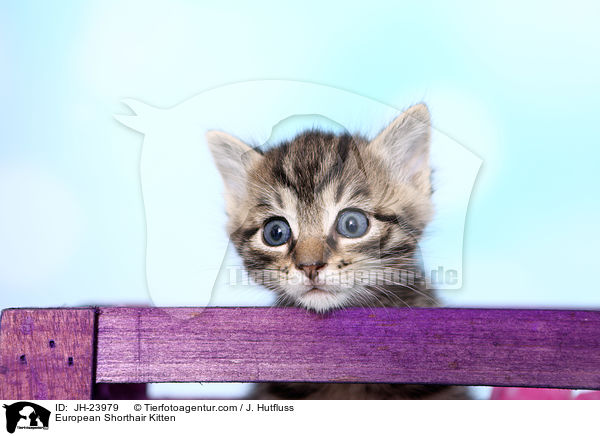Europisch Kurzhaar Ktzchen / European Shorthair Kitten / JH-23979