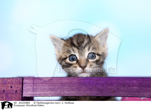 Europisch Kurzhaar Ktzchen / European Shorthair Kitten / JH-23980