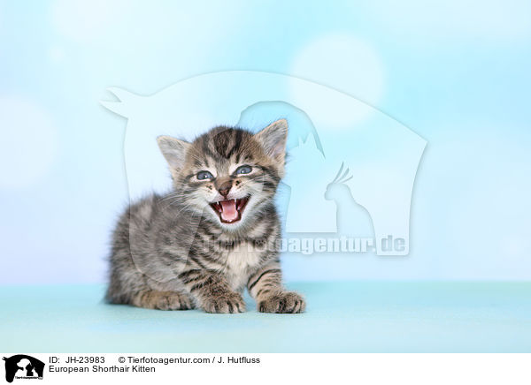 European Shorthair Kitten / JH-23983
