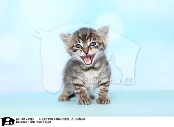 Europisch Kurzhaar Ktzchen / European Shorthair Kitten / JH-23988