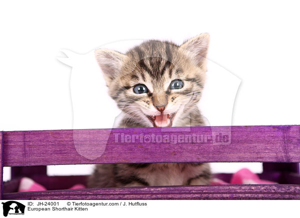 Europisch Kurzhaar Ktzchen / European Shorthair Kitten / JH-24001