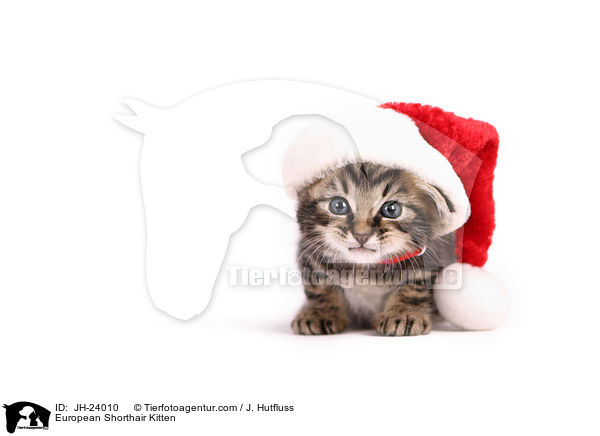 European Shorthair Kitten / JH-24010