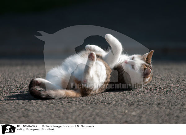 rolling European Shorthair / NS-04397