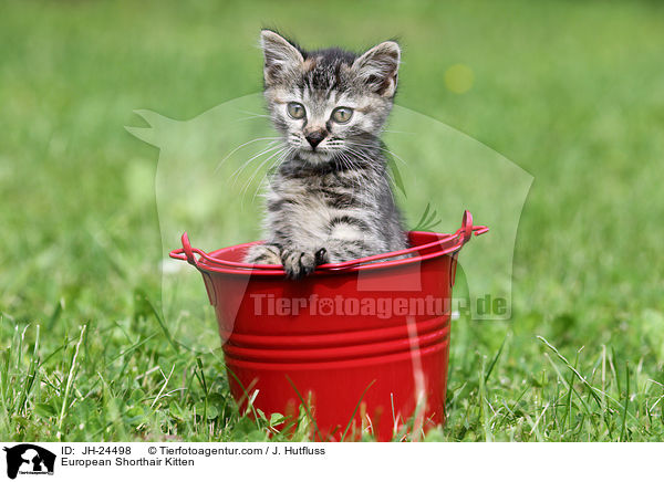 European Shorthair Kitten / JH-24498