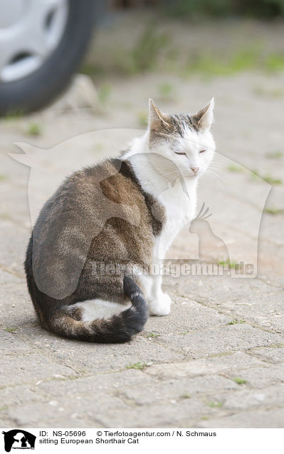 sitting European Shorthair Cat / NS-05696
