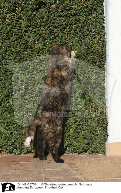 standing European Shorthair Cat / NS-05736