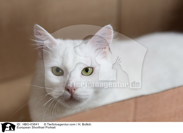 Europisch Kurzhaar Portrait / European Shorthair Portrait / HBO-03641