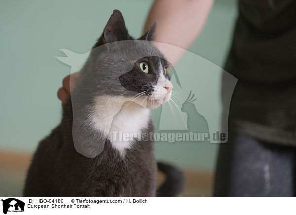 Europisch Kurzhaar Portrait / European Shorthair Portrait / HBO-04180