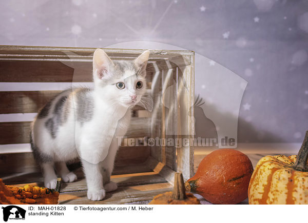 stehendes Ktzchen / standing Kitten / MAH-01828
