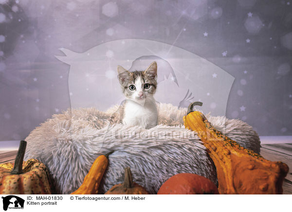 Ktzchen Portrait / Kitten portrait / MAH-01830