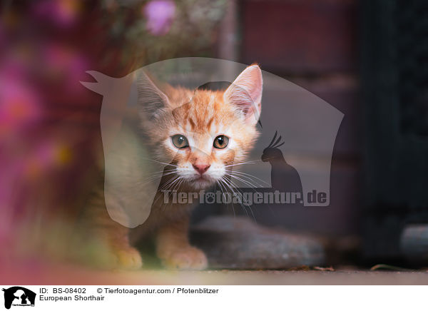 Europisch Kurzhaar / European Shorthair / BS-08402