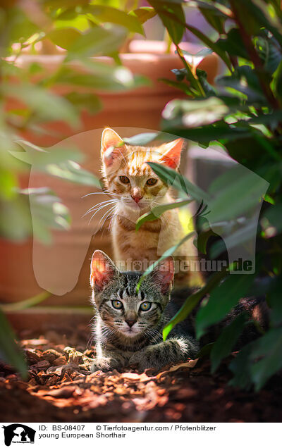 young European Shorthair / BS-08407