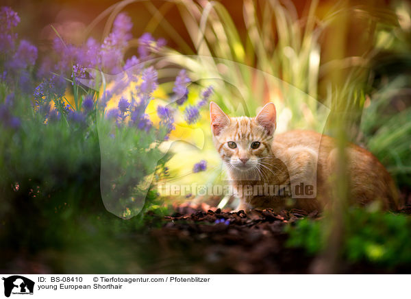 junge Europisch Kurzhaar / young European Shorthair / BS-08410
