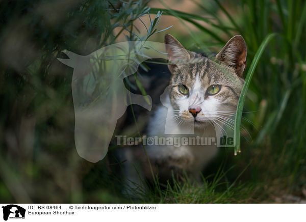 Europisch Kurzhaar / European Shorthair / BS-08464