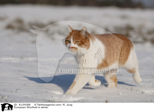 European Shorthair in winter / KJ-04366