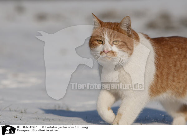 European Shorthair in winter / KJ-04367