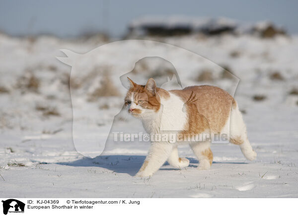 European Shorthair in winter / KJ-04369