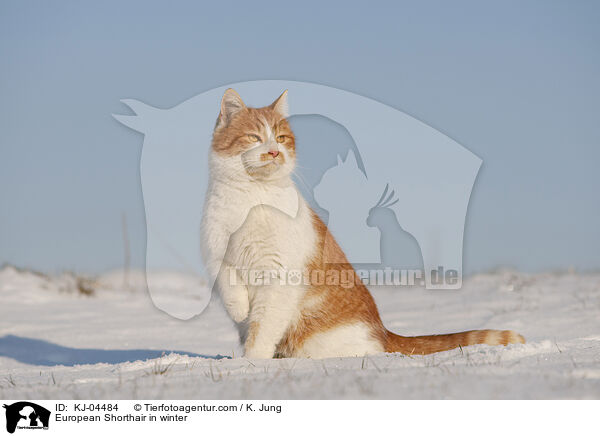 European Shorthair in winter / KJ-04484