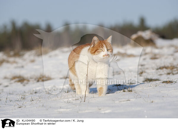 European Shorthair in winter / KJ-04490