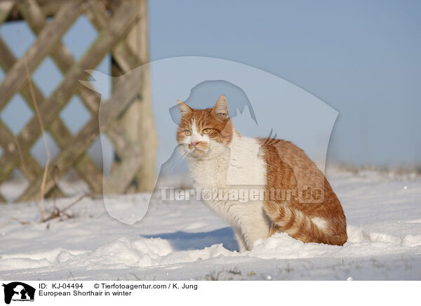 European Shorthair in winter / KJ-04494