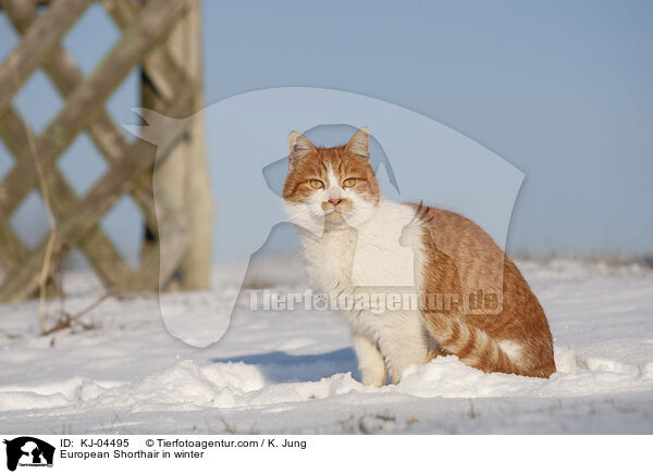 European Shorthair in winter / KJ-04495