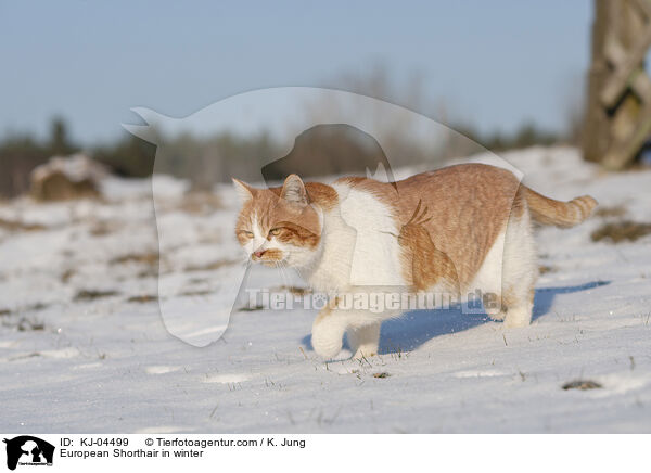 European Shorthair in winter / KJ-04499