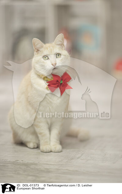 Europisch Kurzhaar / European Shorthair / DOL-01373