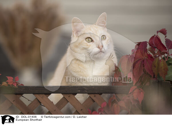 Europisch Kurzhaar / European Shorthair / DOL-01406