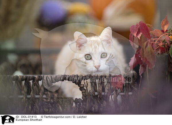 Europisch Kurzhaar / European Shorthair / DOL-01413