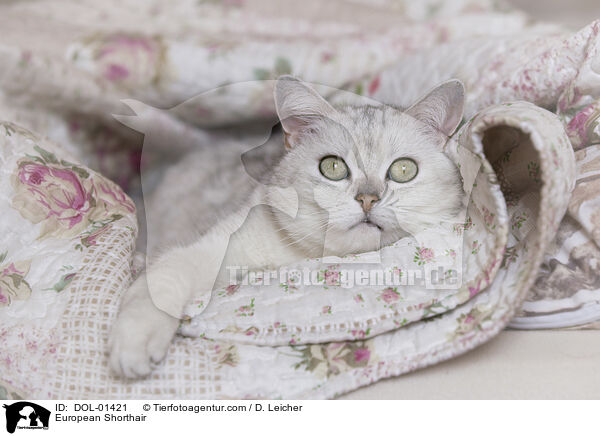 European Shorthair / DOL-01421
