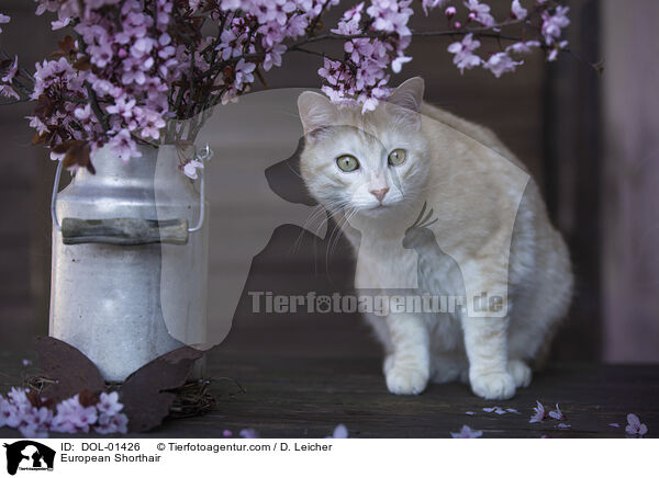 European Shorthair / DOL-01426