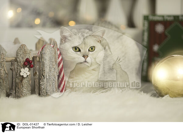 European Shorthair / DOL-01427