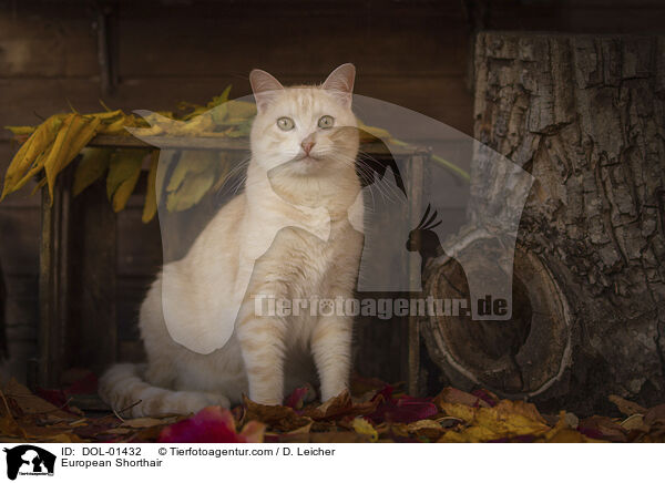 European Shorthair / DOL-01432