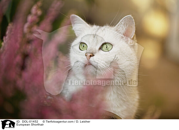 Europisch Kurzhaar / European Shorthair / DOL-01452