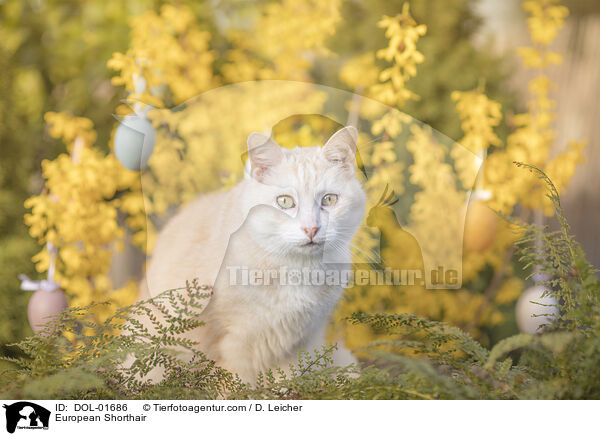 European Shorthair / DOL-01686