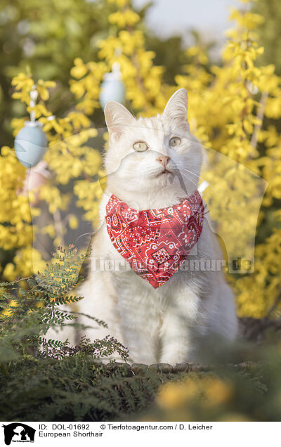 European Shorthair / DOL-01692