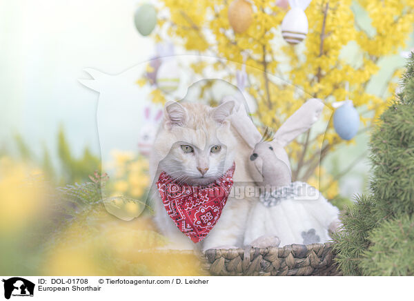 European Shorthair / DOL-01708