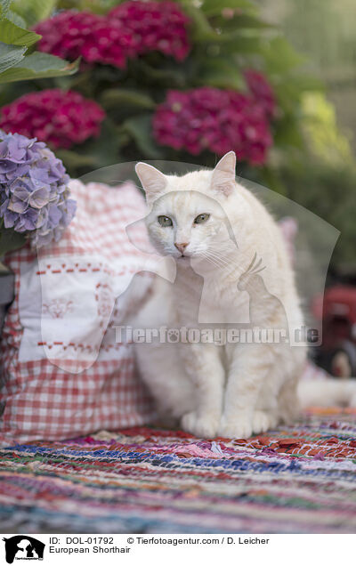 Europisch Kurzhaar / European Shorthair / DOL-01792